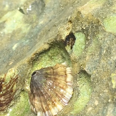 Diodora