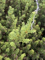 Podocarpus nivalis