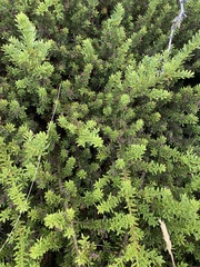 Podocarpus nivalis