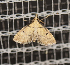 Syngamia