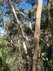 Eucalyptus fasciculosa