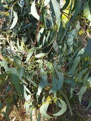 Eucalyptus fasciculosa