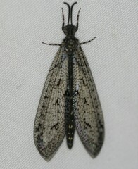 Brachynemurus nebulosus