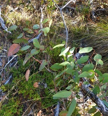 Eucalyptus fasciculosa