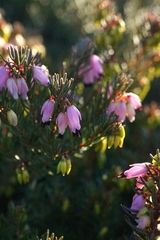 Erica carnea
