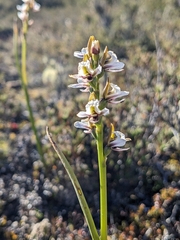 Prasophyllum mimulum