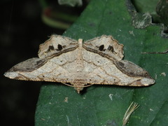 Chiasmia intermediaria