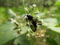 Syntrichura virens