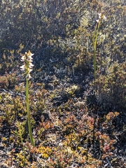 Prasophyllum mimulum