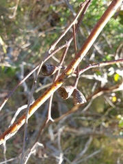 Eucalyptus fasciculosa