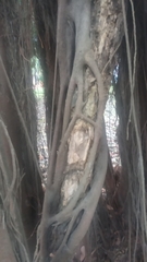 Ficus costaricana