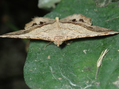Chiasmia intermediaria