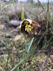 Fritillaria affinis affinis