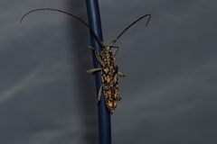 Monochamus marmorator