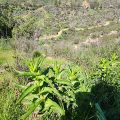 Penstemon spectabilis