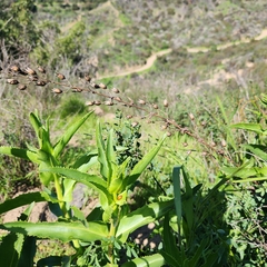 Penstemon spectabilis