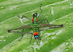 Paramastax rosenbergi