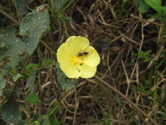 Peltaea sessiliflora