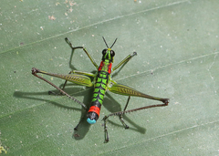 Paramastax rosenbergi