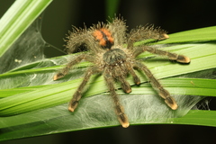 Avicularia avicularia
