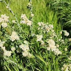 Pseudognaphalium californicum