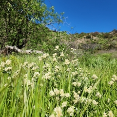 Pseudognaphalium californicum