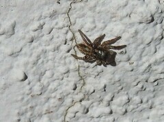 Habronattus pyrrithrix