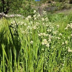 Pseudognaphalium californicum