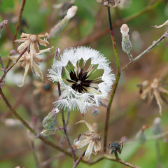 Hieracium megacephalon