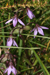 Gentianella rapunculoides