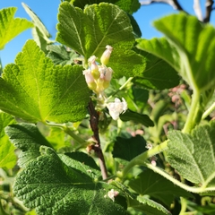 Ribes indecorum