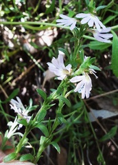 Scaevola albida