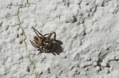 Habronattus pyrrithrix