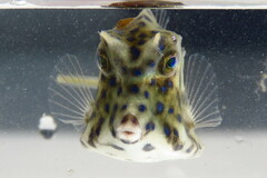 Acanthostracion quadricornis