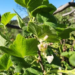 Ribes indecorum