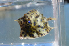 Acanthostracion quadricornis