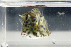 Acanthostracion quadricornis