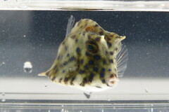 Acanthostracion quadricornis