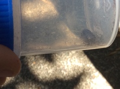 Armadillidium vulgare