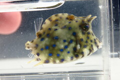 Acanthostracion quadricornis