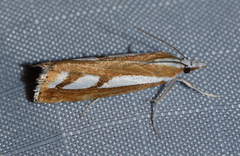 Catoptria latiradiellus