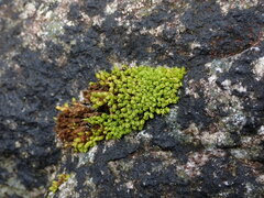 Plenogemma phyllantha