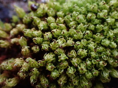 Plenogemma phyllantha