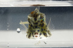 Acanthostracion quadricornis