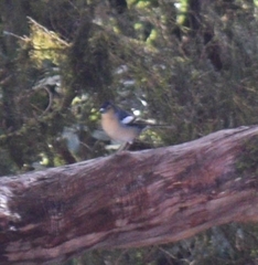 Fringilla coelebs canariensis