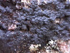 Hydropunctaria maura