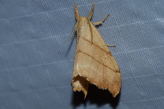 Drepana bilineata