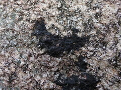 Hydropunctaria maura