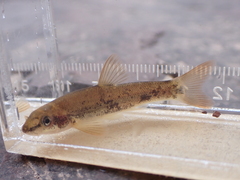 Rhinichthys cataractae