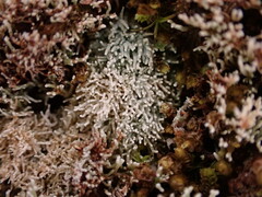 Sphaerophorus fragilis